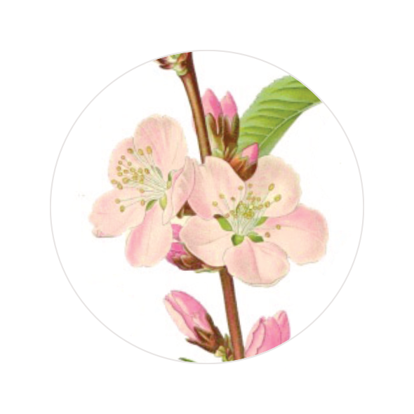 Mandelblüte Button Ø 25 mm