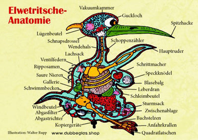Elwedritsche Anatomie - Pfalz Shop Postkarte von Walter Rupp